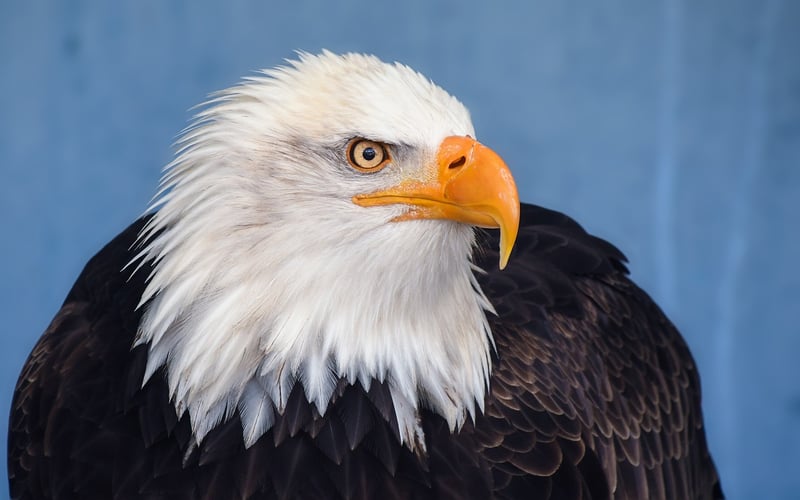 Gryphon